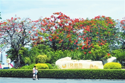 凤凰花开艳一城.jpg